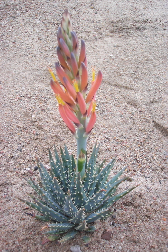 aloe longistyla 1